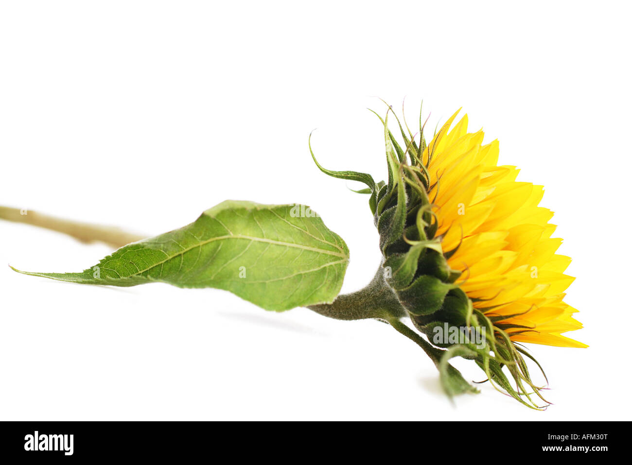 beautiful sunflower with space for text Stock Photo - Alamy