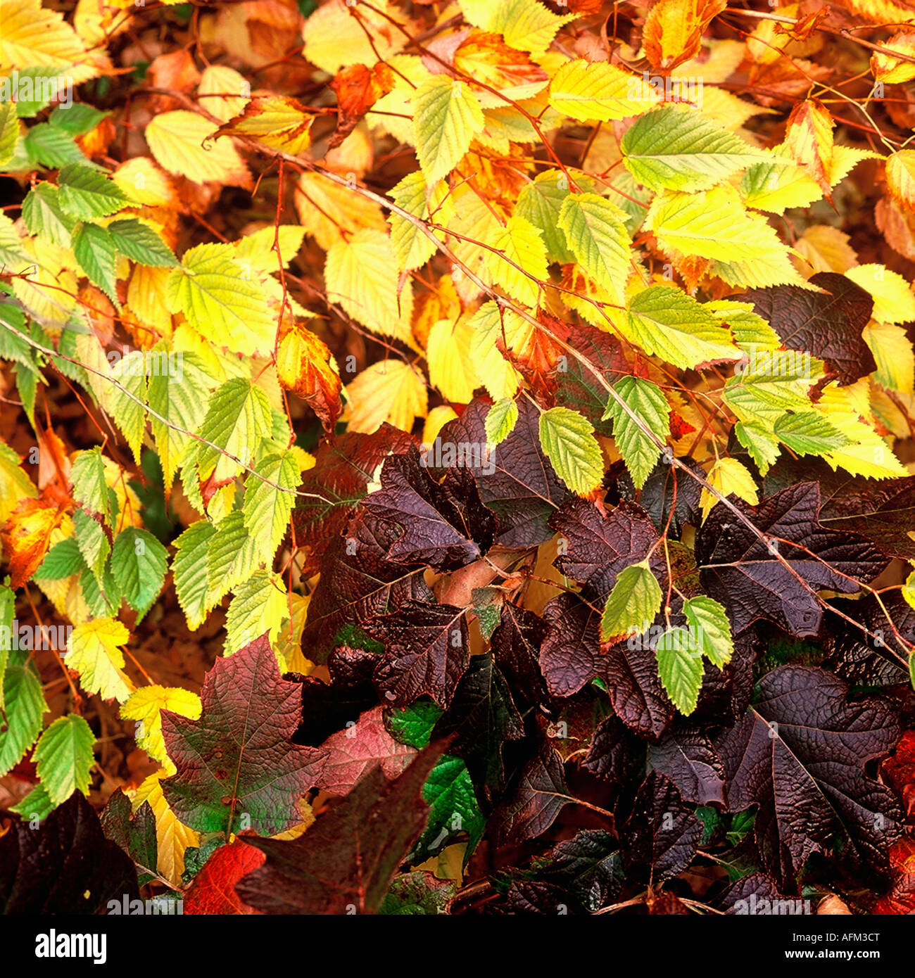 Beech tree leaves hi-res stock photography and images - Alamy