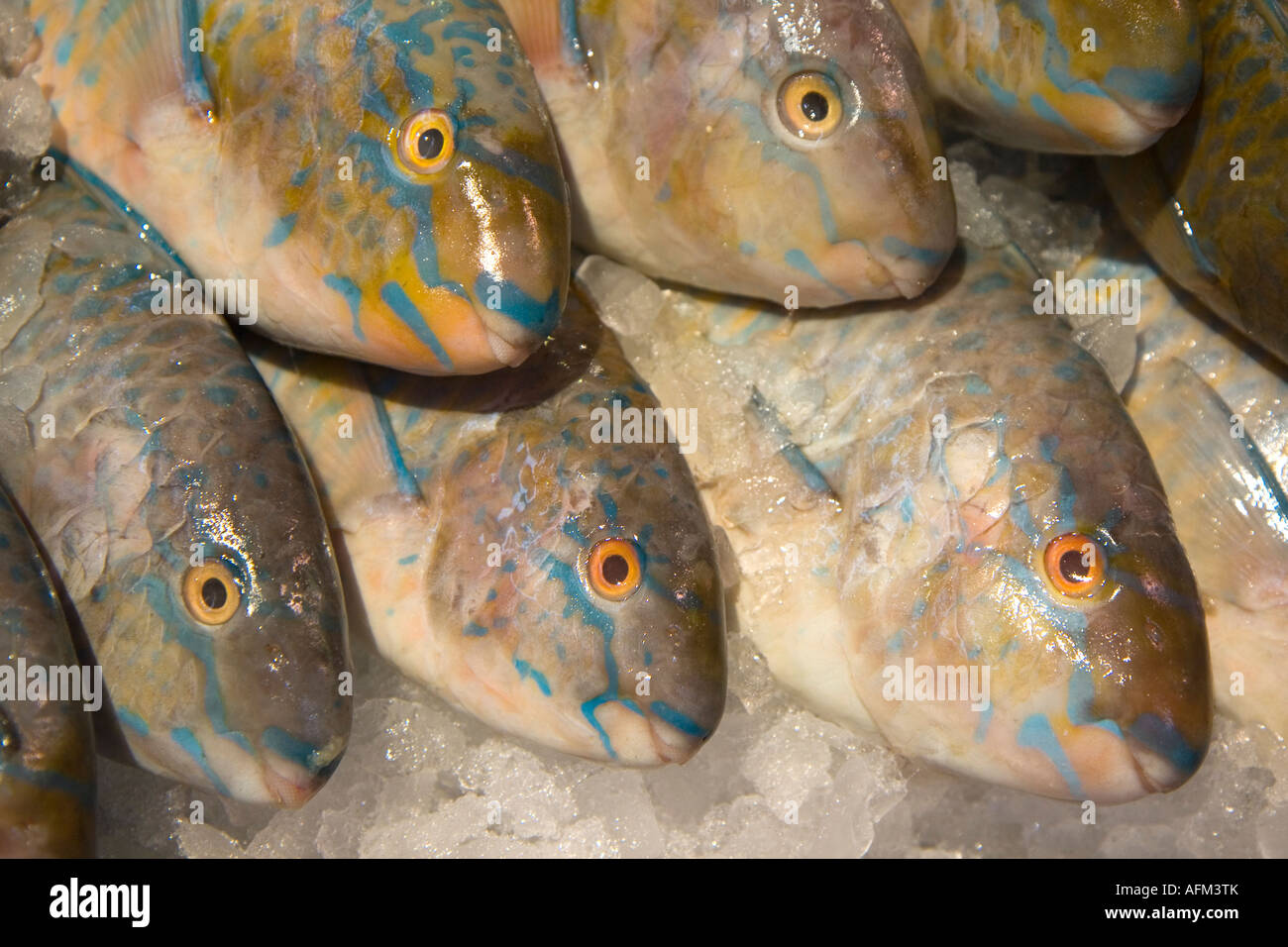 Parrot Fish on fishmonger slab in Oxford Covered market Stock Photo Alamy