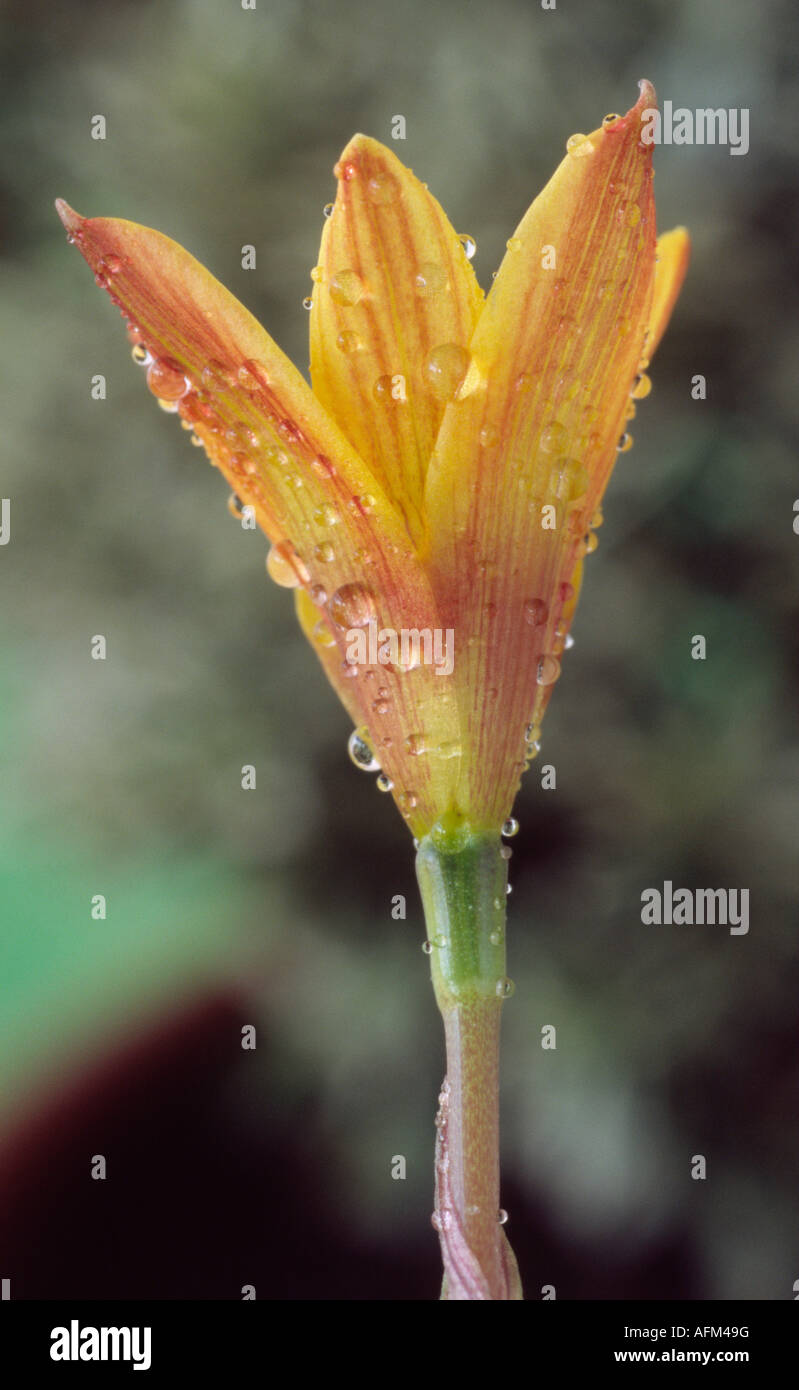 Habranthus tubispathus AGM (Rain lily, Copper lily) Close up of funnel shaped yellow and orange flower. Stock Photo