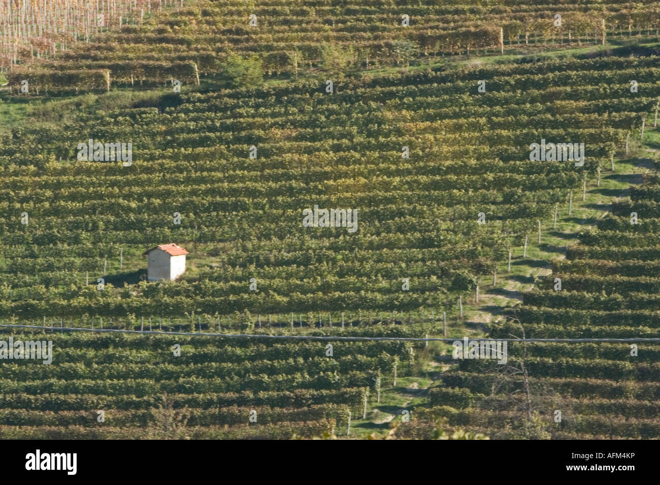 Barolo vineyards, Piemonte, Italy Stock Photo