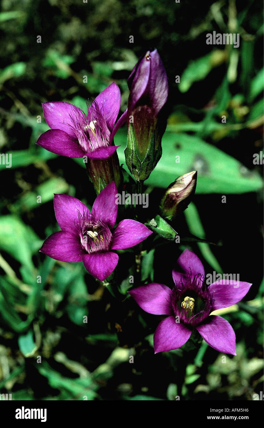 "botany, Gentianaceae, "Gentianella germanica", blooms, bloom, blooming, flowers, flower, blue, Gentianales, bud, " Stock Photo