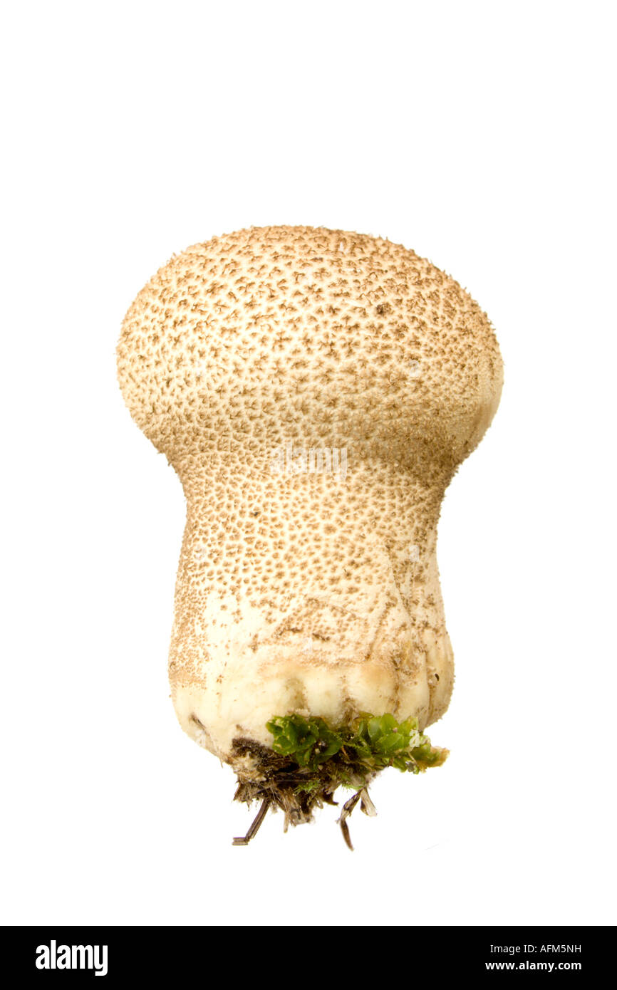 fuzz ball isolated on white. Eatable mushroom Stock Photo Alamy