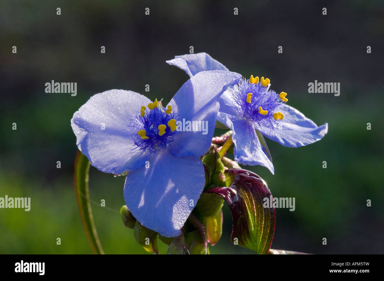 Virginia Spiderwort Tradescantia virginiana Stock Photo