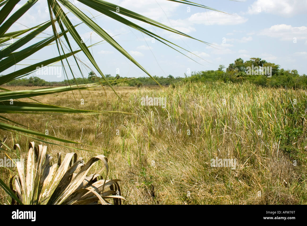 The Cienaga de Zapata is Cuba's largest wetland, containing 14 different habitats including, as here, savannah and woodland Stock Photo