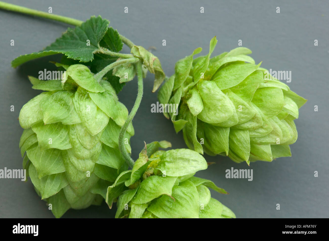 Phytotherapy: use of hop cones Phytotherapy: use of hop cones