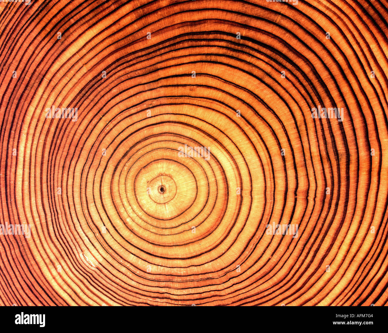 'wood, cross section of bole, larch, (Larix), species, 'Larix europaea', annual rings, profile, log, tree trunk, ring, age, fo Stock Photo