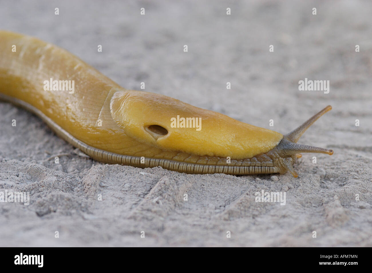 Banana slug with visible pneumostone Ariolimax columbianus Russian Ridge Open Space Preserve California USA Stock Photo
