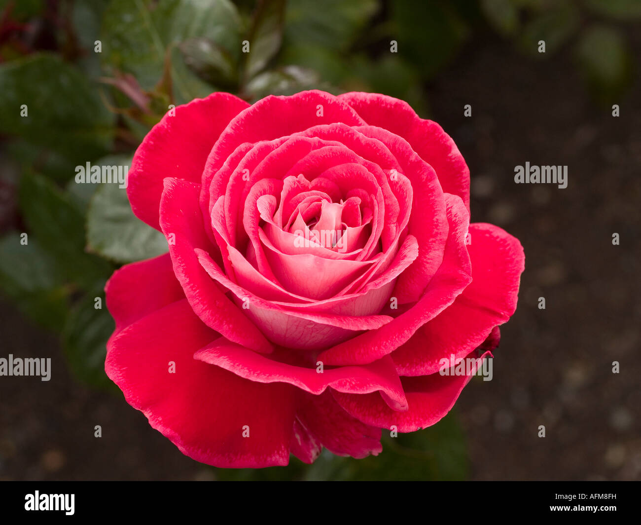 Tonal Roses Tonal red pink rose flower with pink reverse Rosa Candella Stock Photo ...