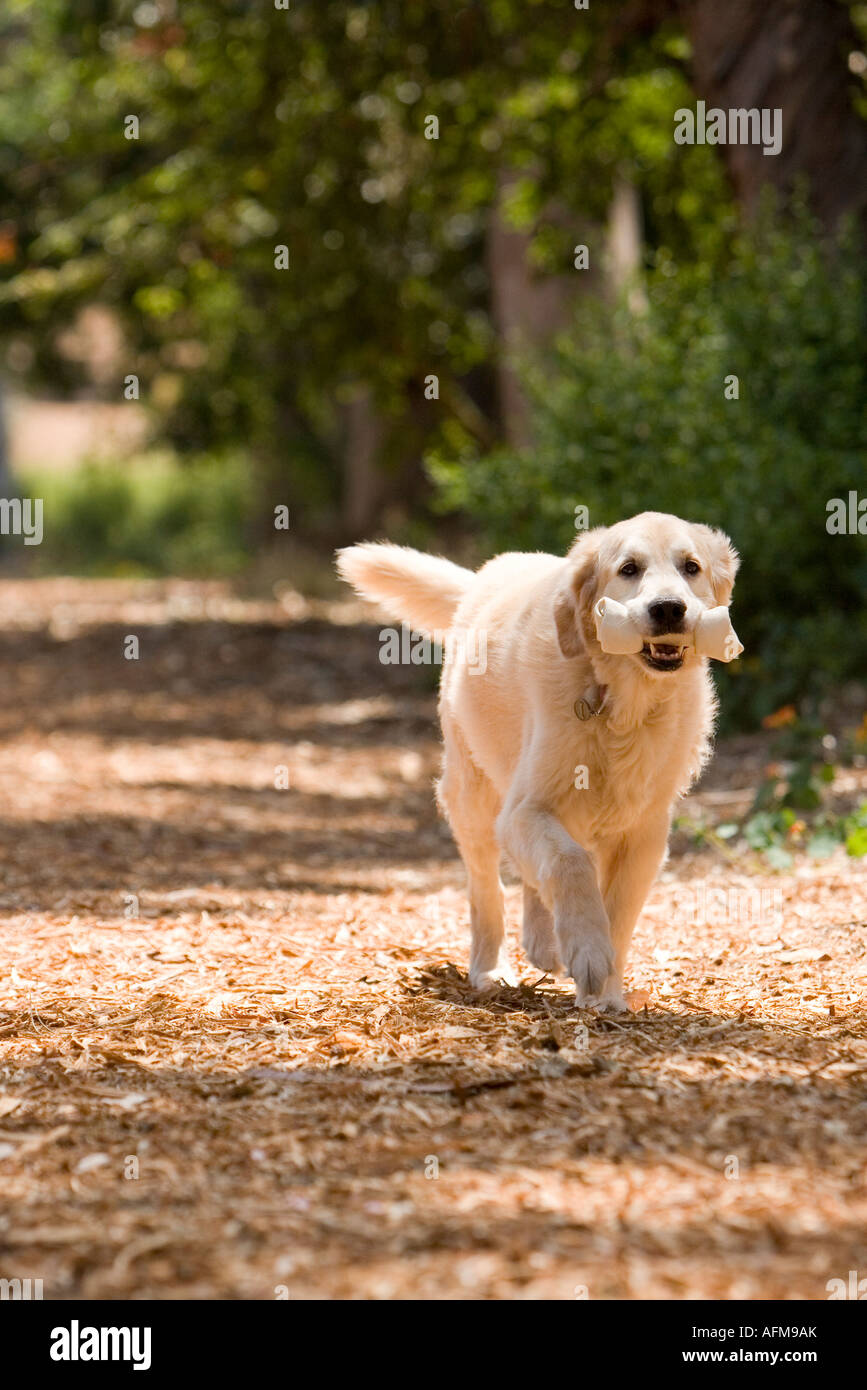 Golden Retriever Carries a Bone Stock Photo Alamy