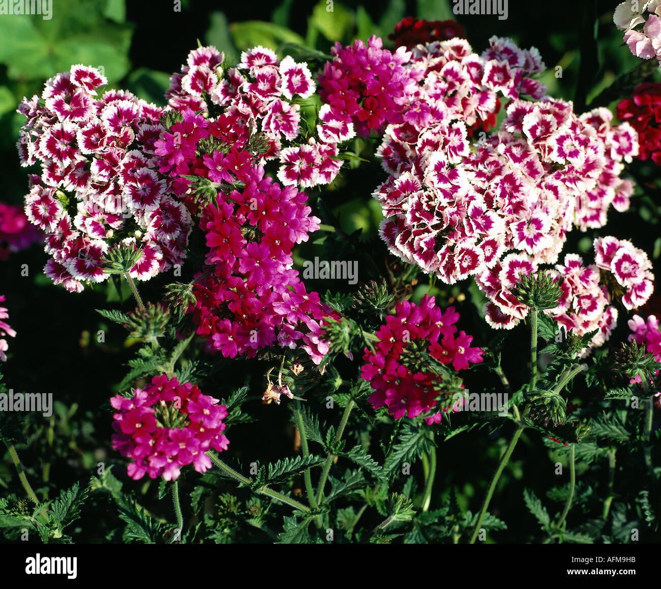 Botany, Sweet William, (Dianthus barbatus), blossom, Caryophyllaceae, Caryophyllales, Caryophyllidae, flower, Stock Photo