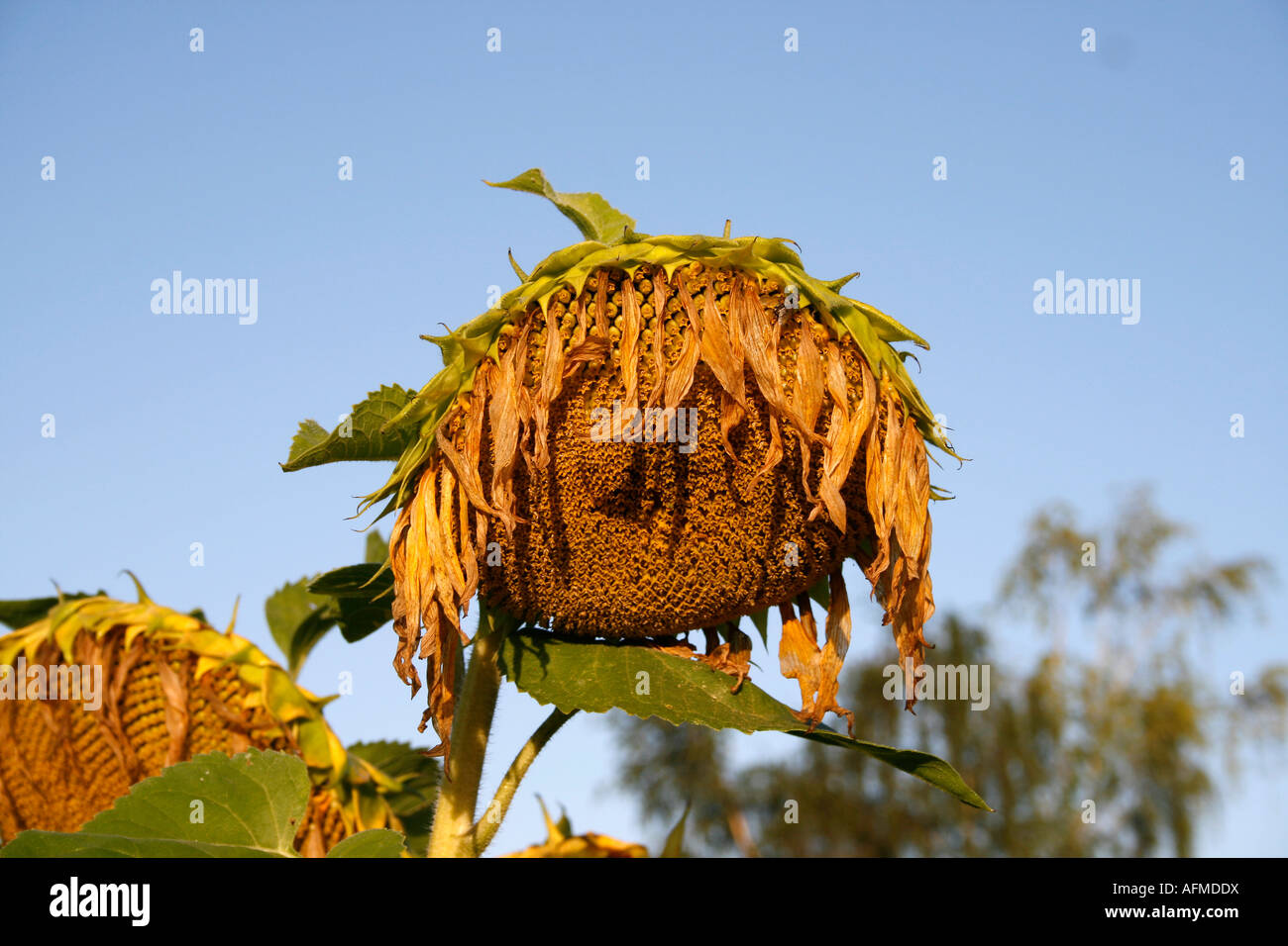 Drooping sunflower hires stock photography and images Alamy