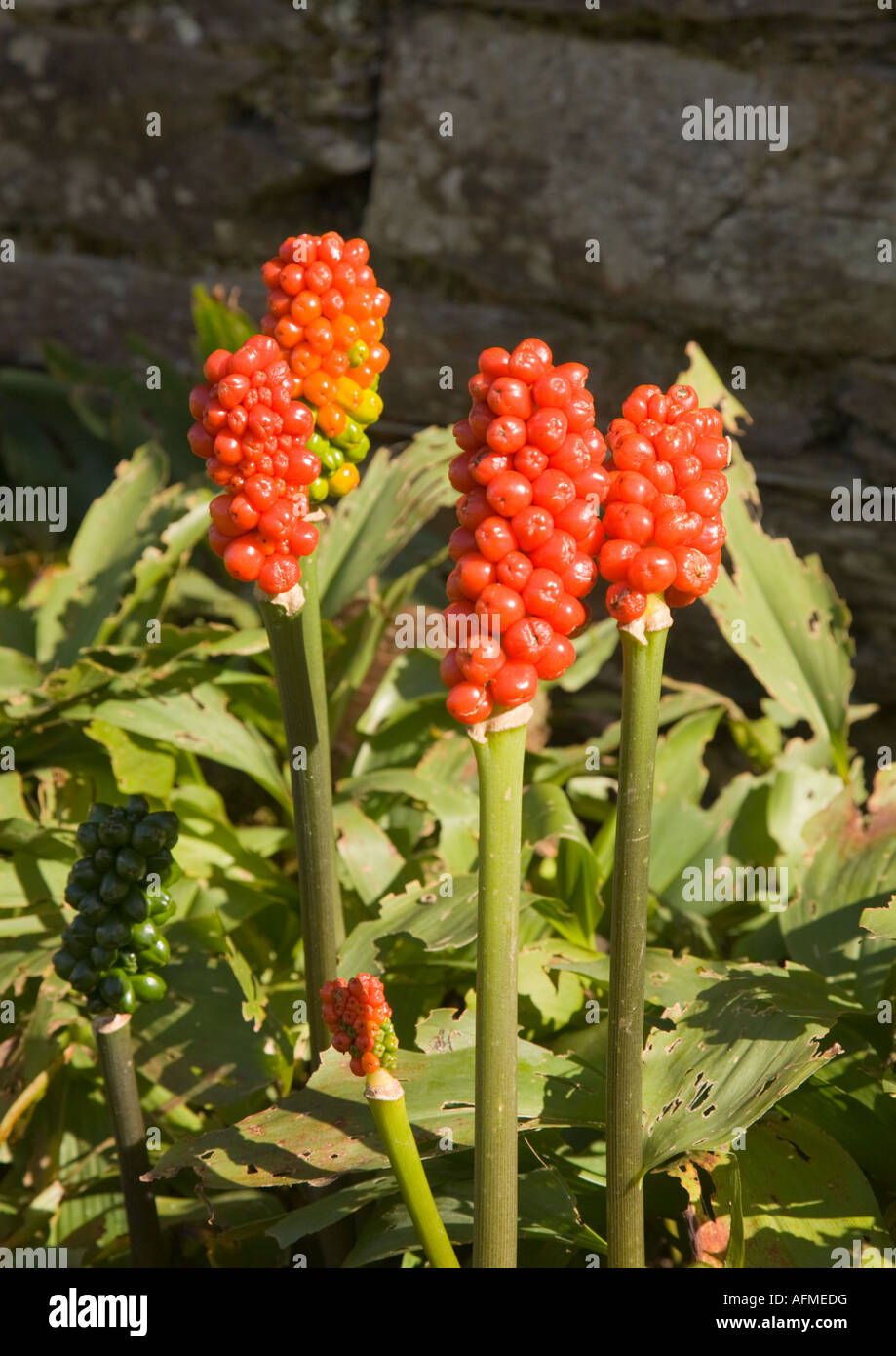 The Gardens Created Mainly In The 19th Century Of Were One Of The