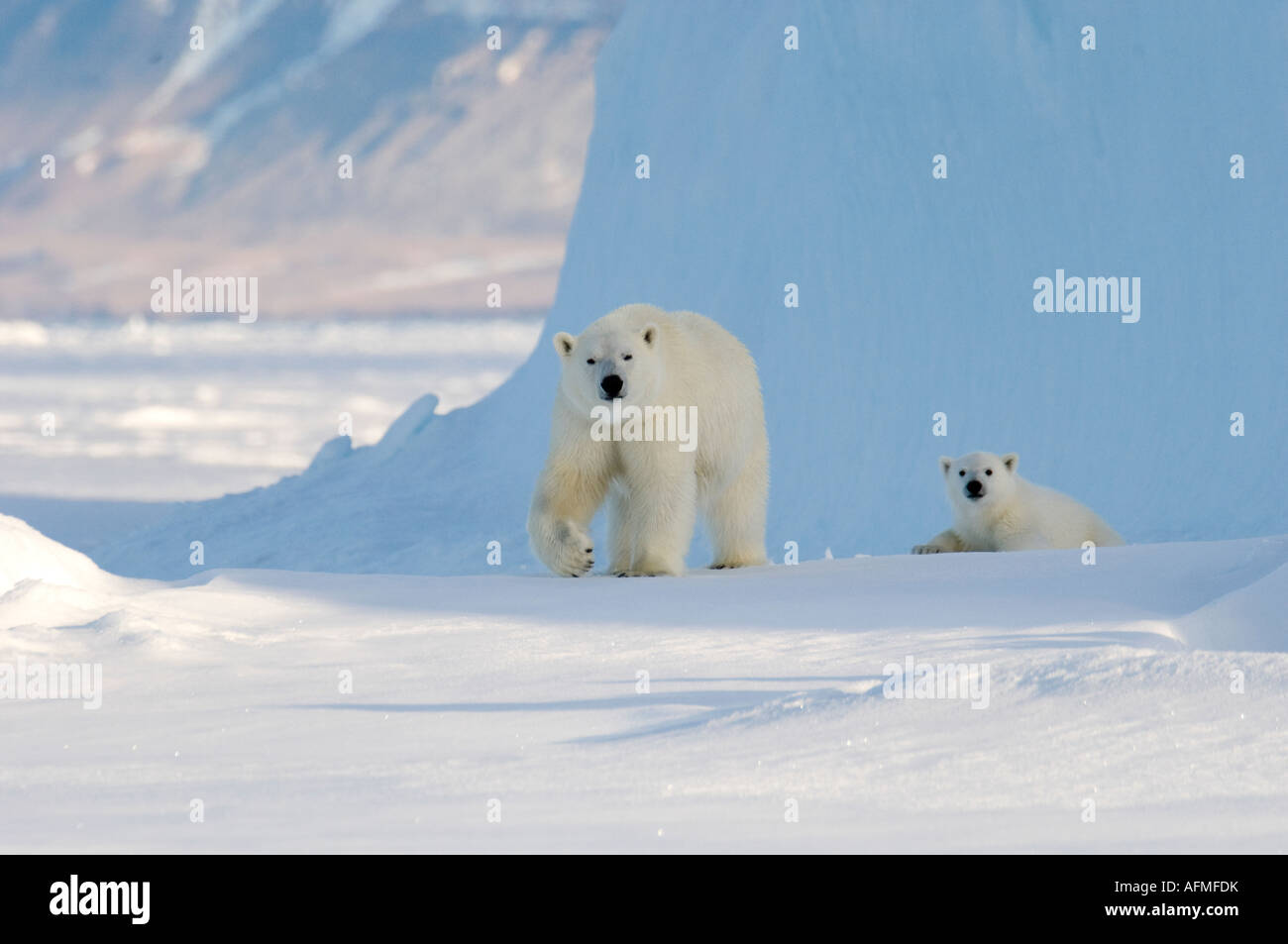 Female polar bear and five month old cub at iceberg Navy Board Lancaster Sound Baffin Island Stock Photo