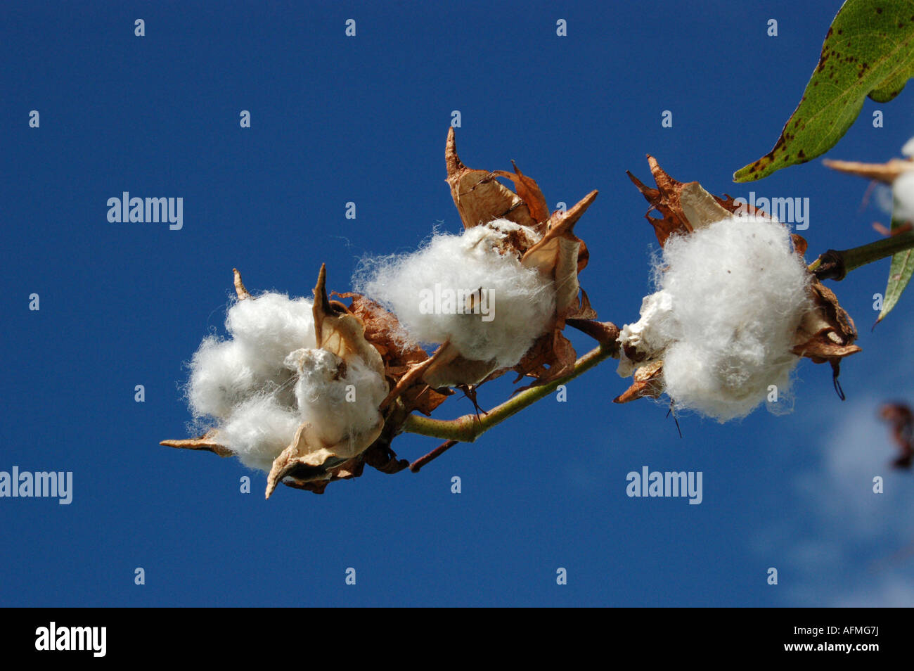 mature cotton crop with three open bolls prior to harvest Stock Photo