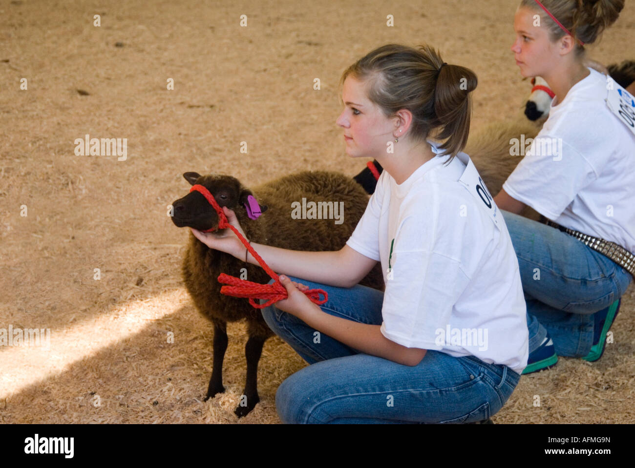 4H Club Livestock Show at the Columbia County Fair in Chatham NY Stock