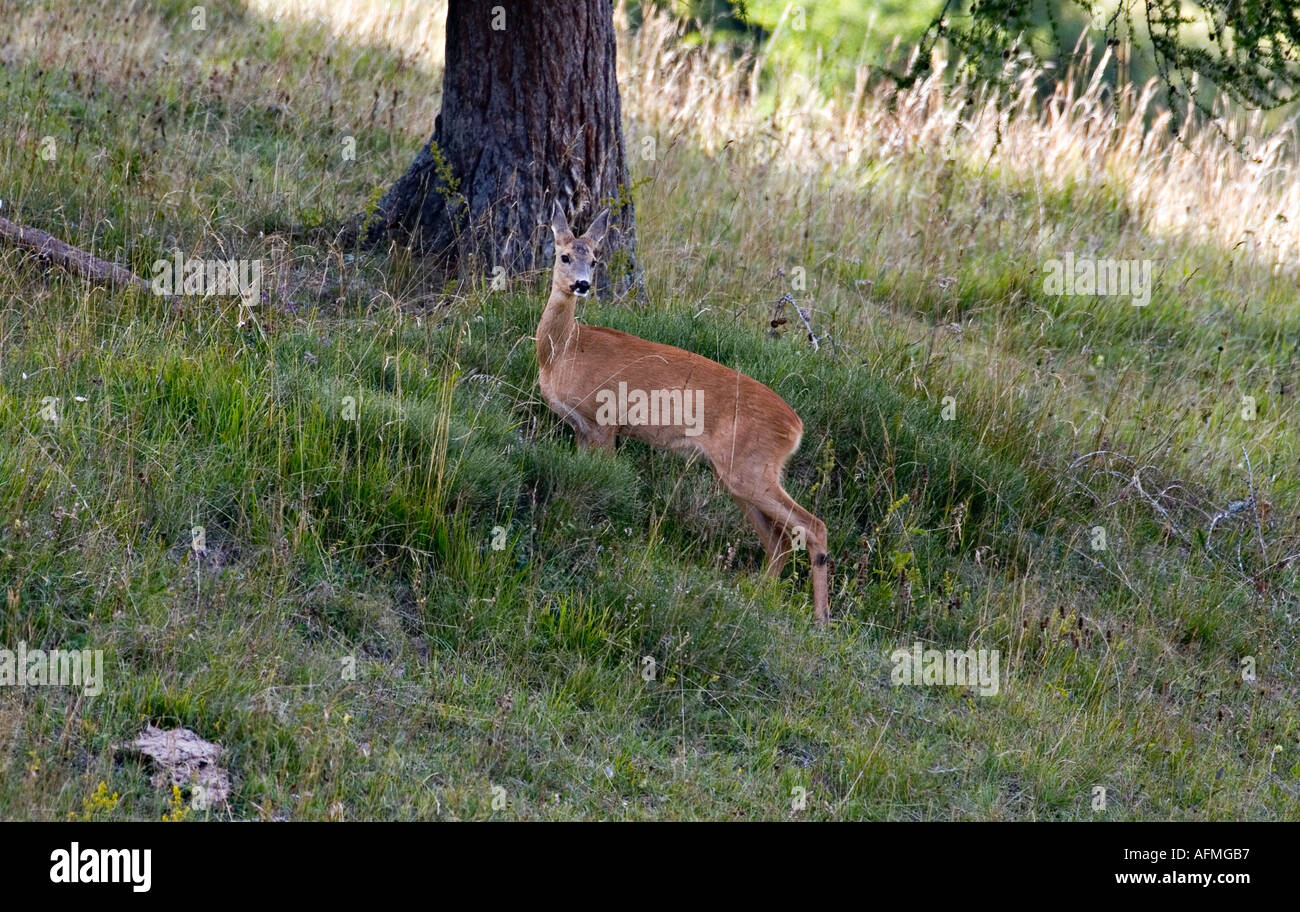 roe deer careful capriolo capreolus capreolus Stock Photo