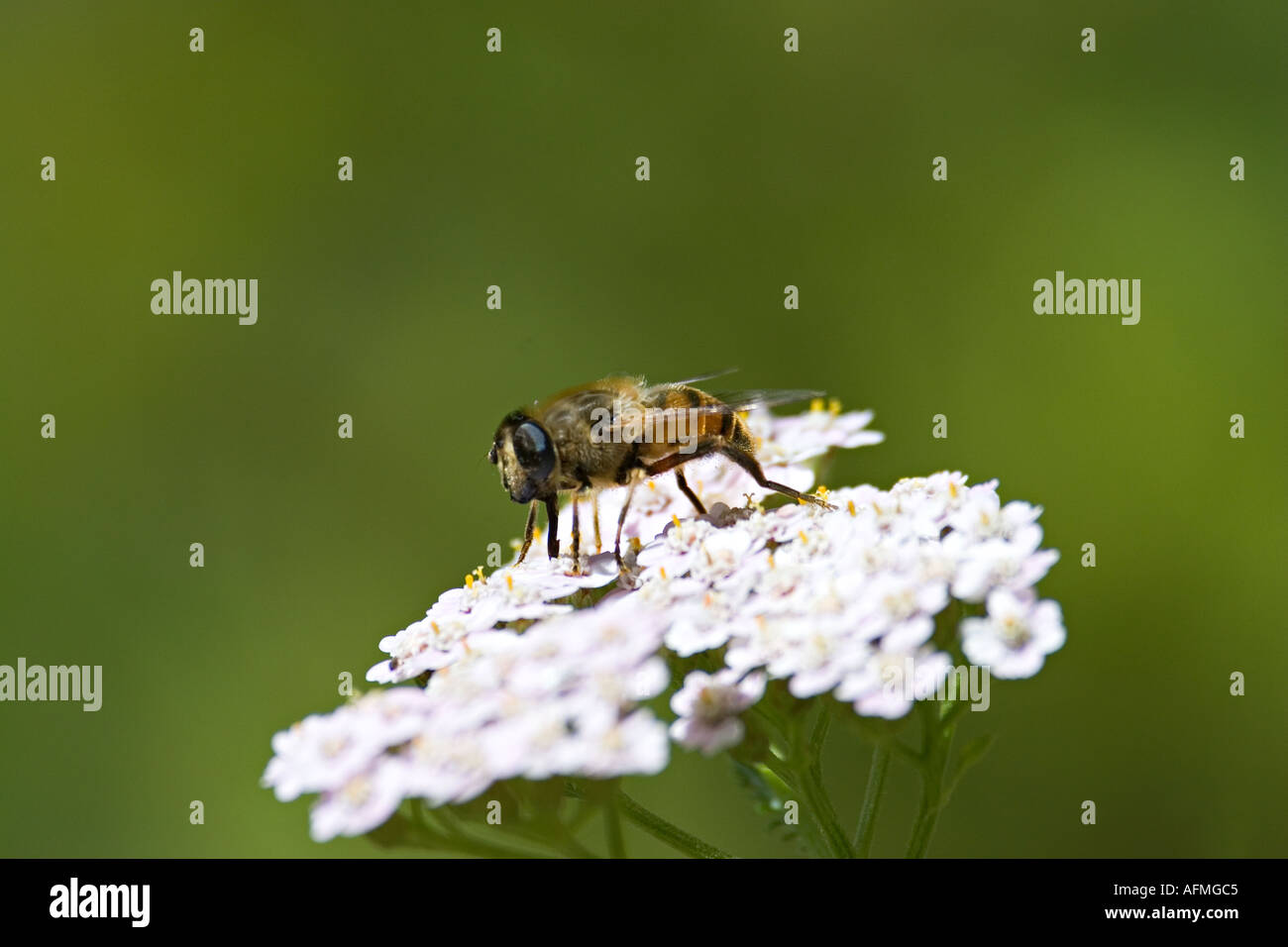 bee on flower white ape Stock Photo