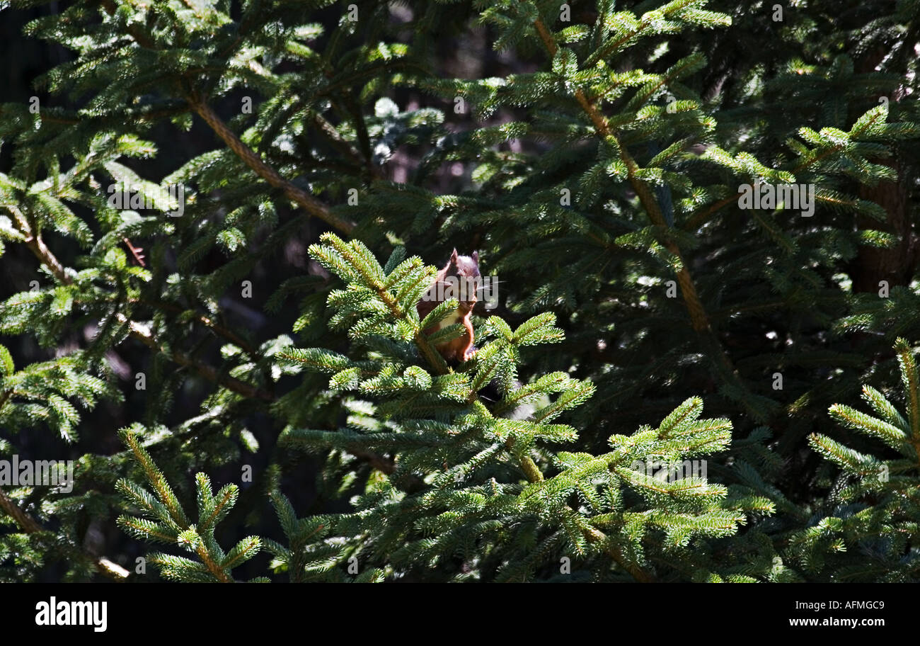 RED SQUIRREL on a fir branch SCIURUS VULGARIS scoiattolo Stock Photo
