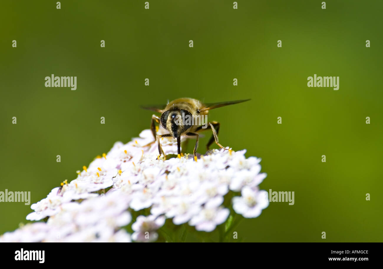 bee on flower white ape Stock Photo