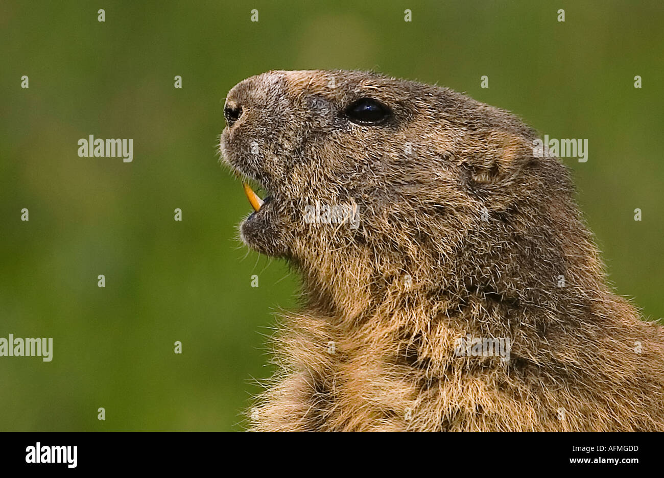 Alpine Marmot or Marmota Marmota close up tooth Stock Photo
