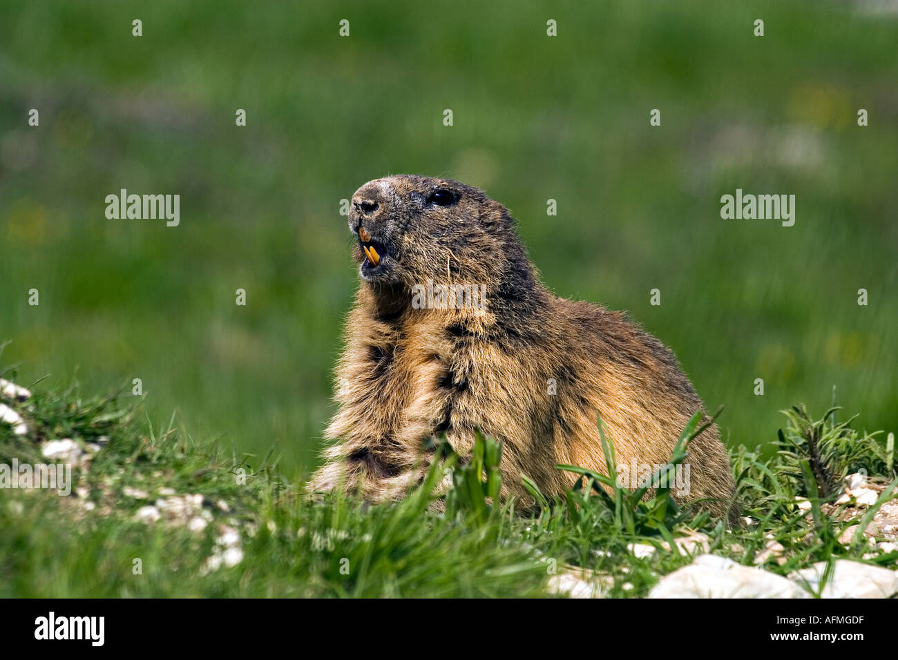 Alpine Marmot or Marmota Marmota Stock Photo