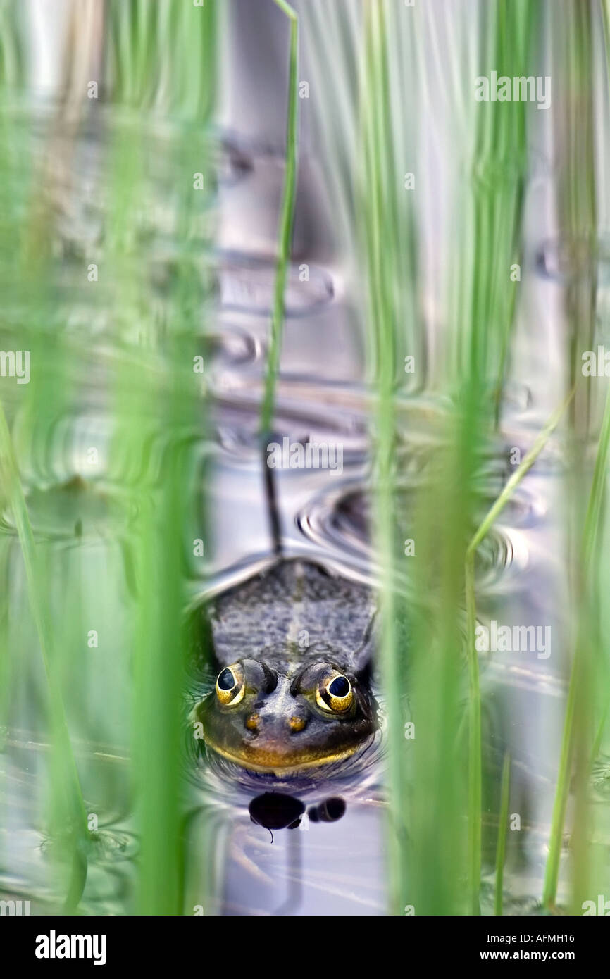 Frog Rana temporaria in water and cane reed Stock Photo