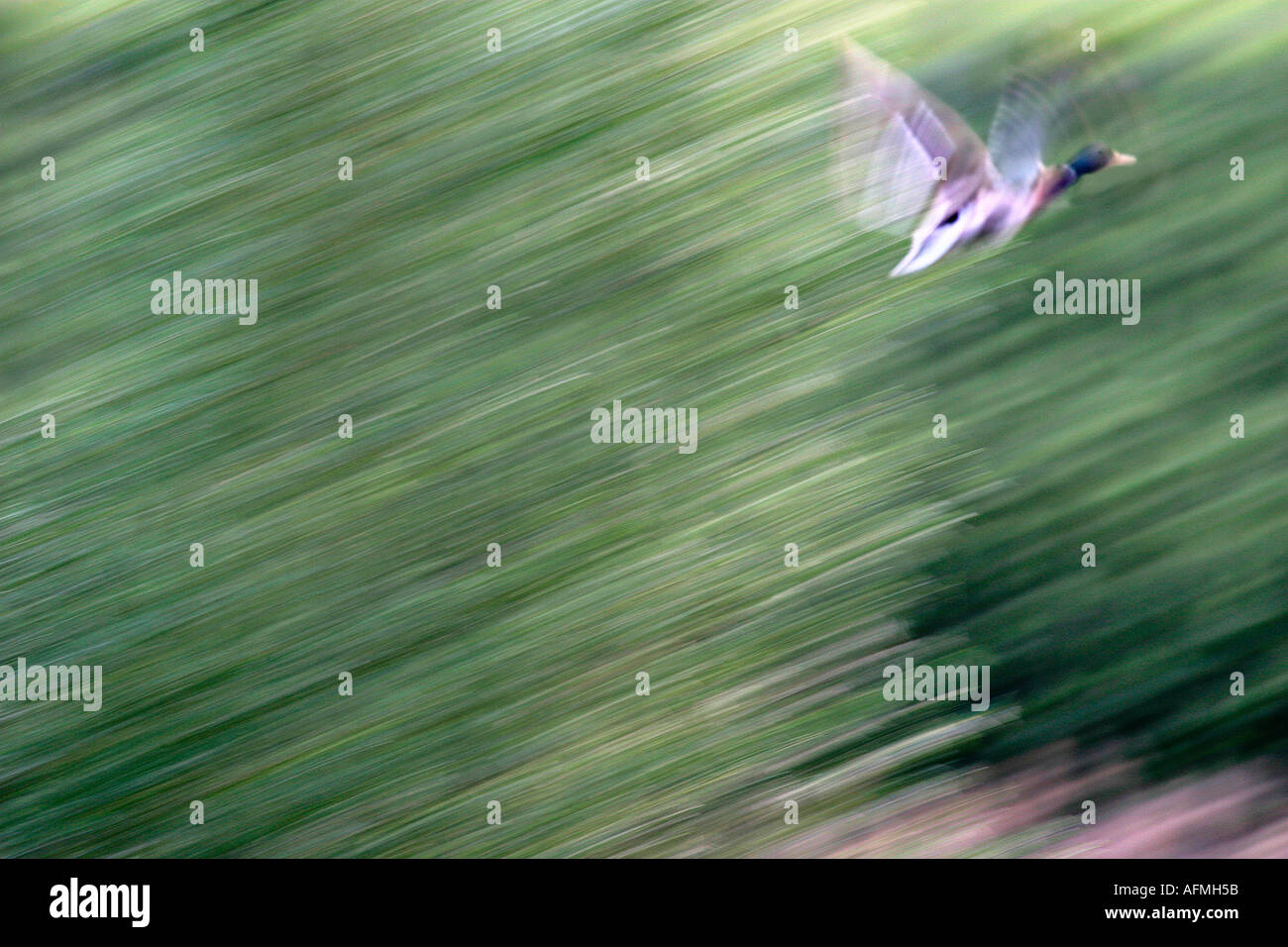mallard duck to fly in cane reed Stock Photo
