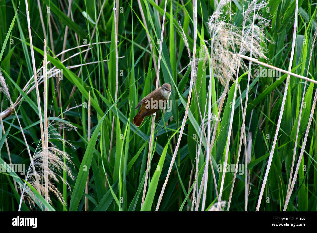 Bird wild Canareccione Great Reed Warbler Acrocephalus arundinaceus and reed Stock Photo