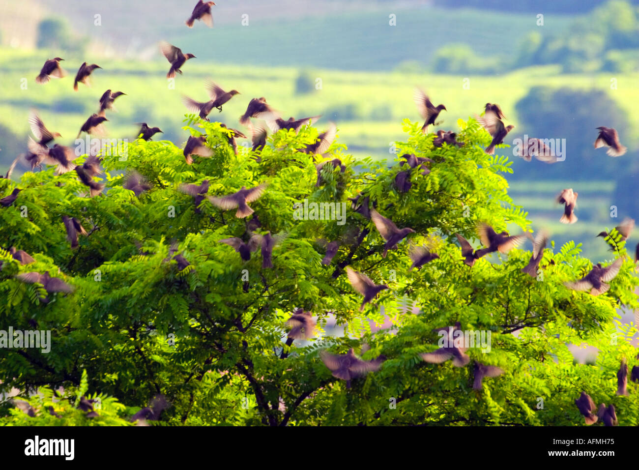 Starling Birds sturnus vulgaris flock of birds in flight Stock Photo