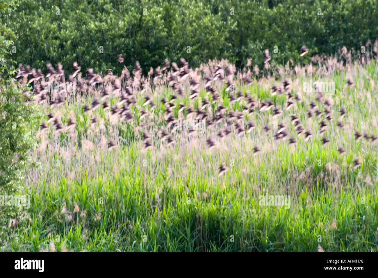 Starling Birds sturnus vulgaris flock of birds in flight Stock Photo
