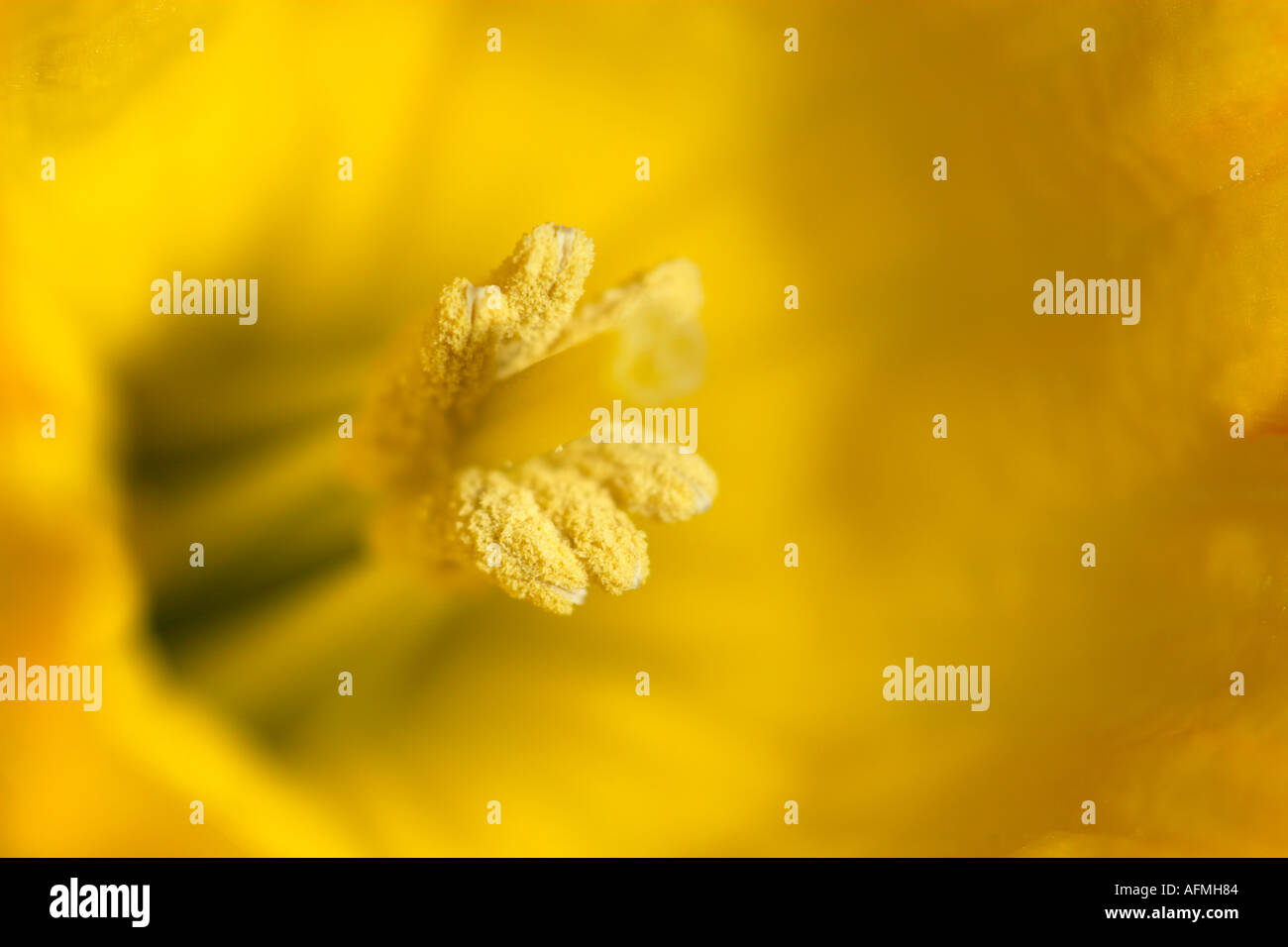 A macro shot of the stamen or stigma of a beautiful daffodil flower Stock Photo