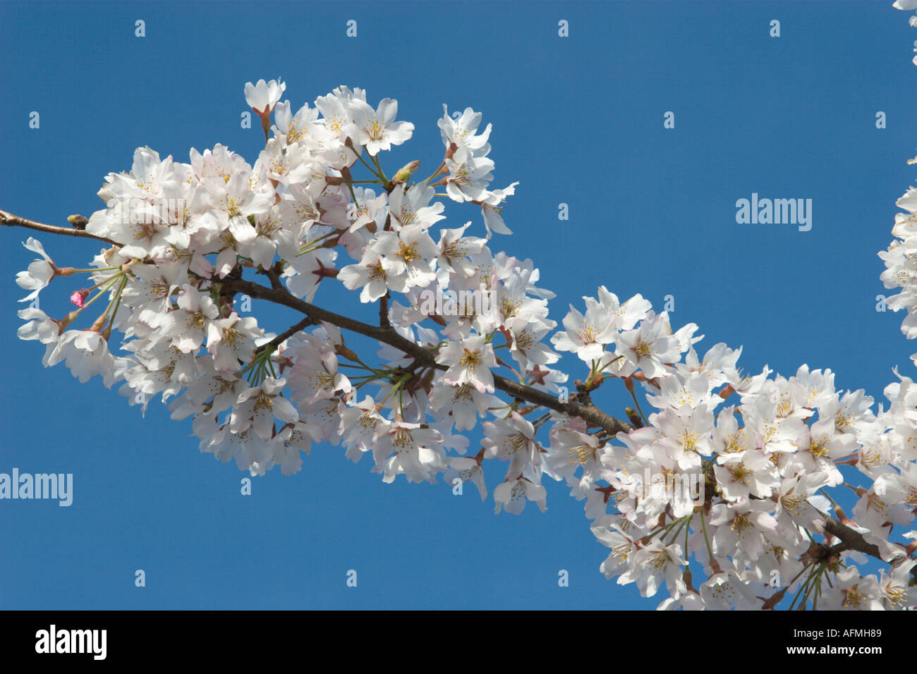 Fresh cherry blossum flowers Stock Photo
