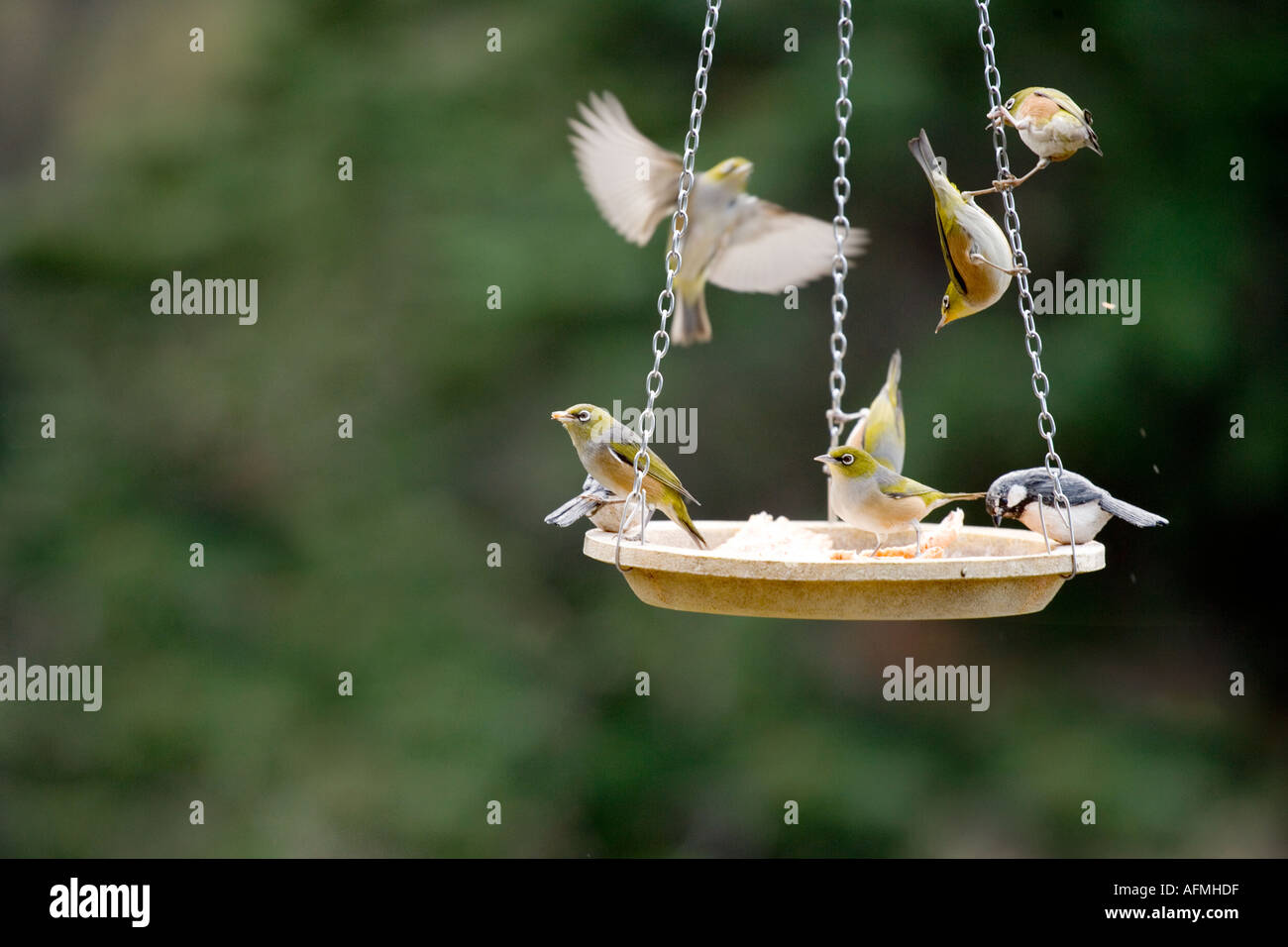 Native Birds Of New Zealand Feeding From A Bird Feeder Stock Photo