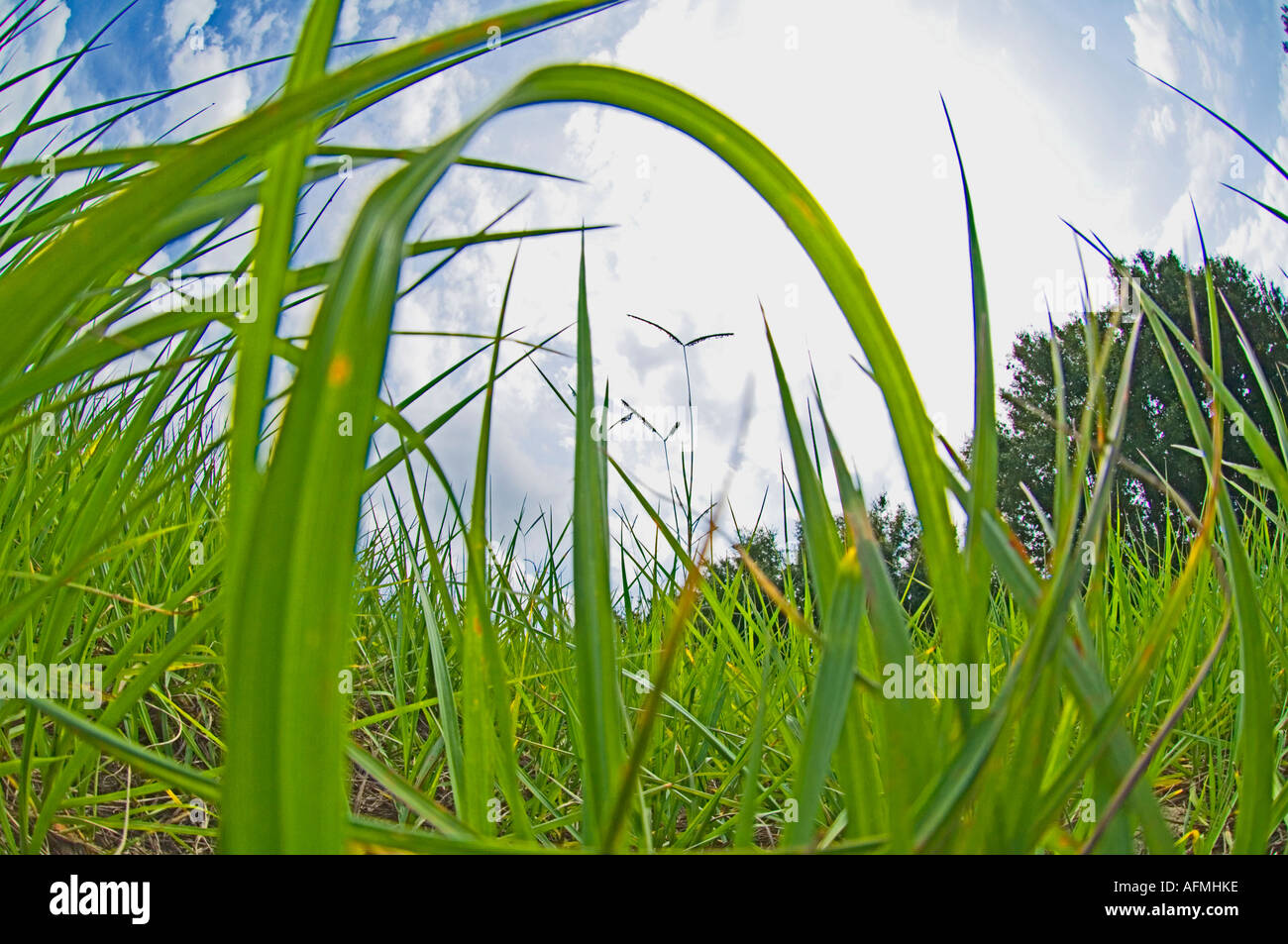 Ground cover hi-res stock photography and images - Alamy