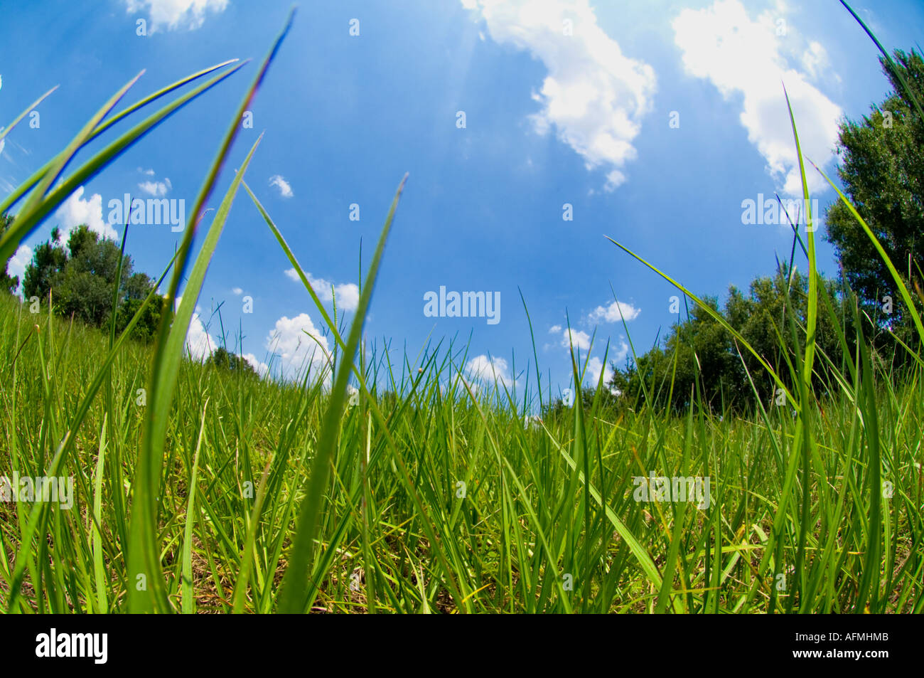 Florida farm field with wild green ground cover and dramatic clouds Stock Photo