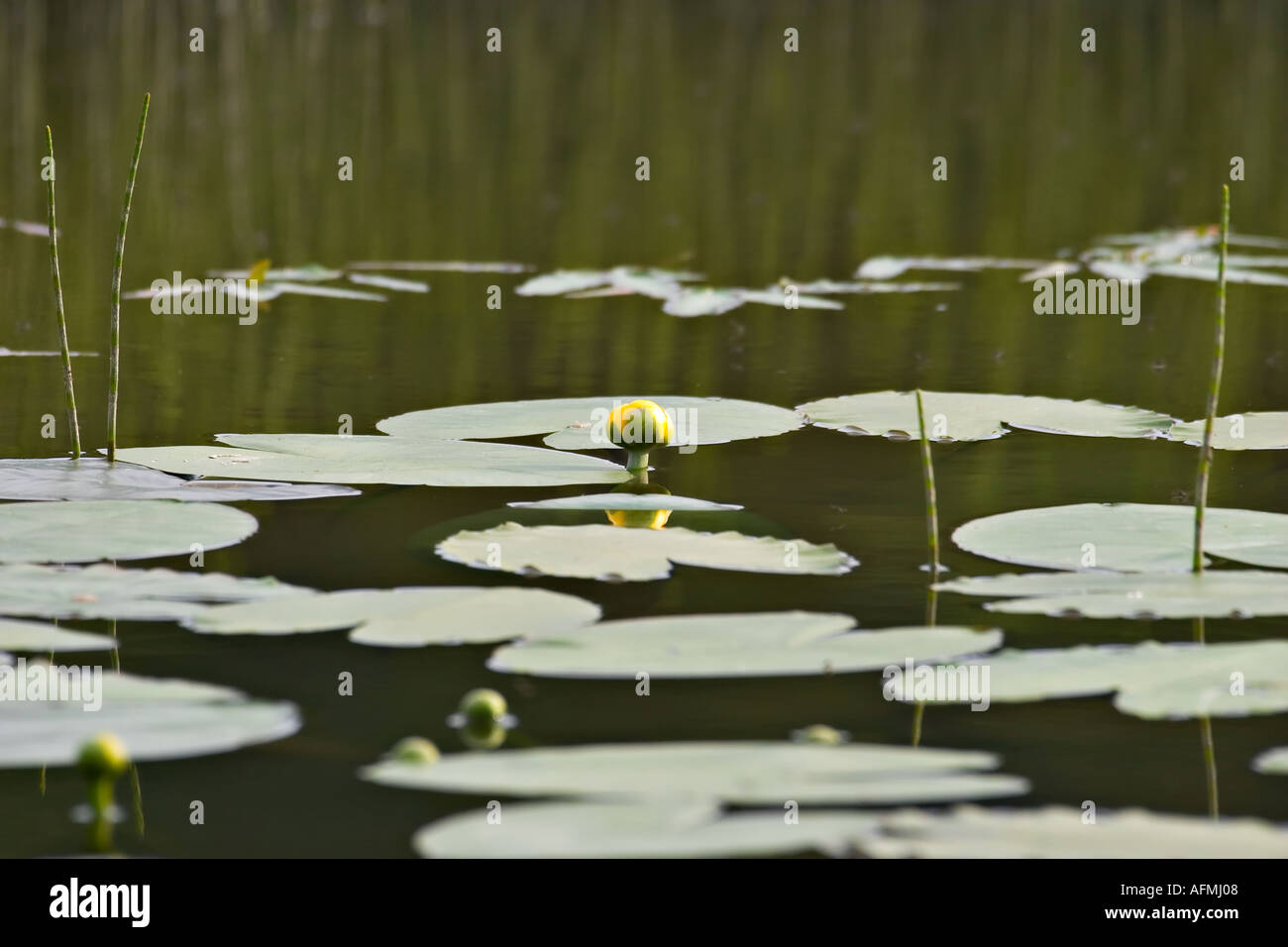 yellow lily lilies in the water Stock Photo - Alamy