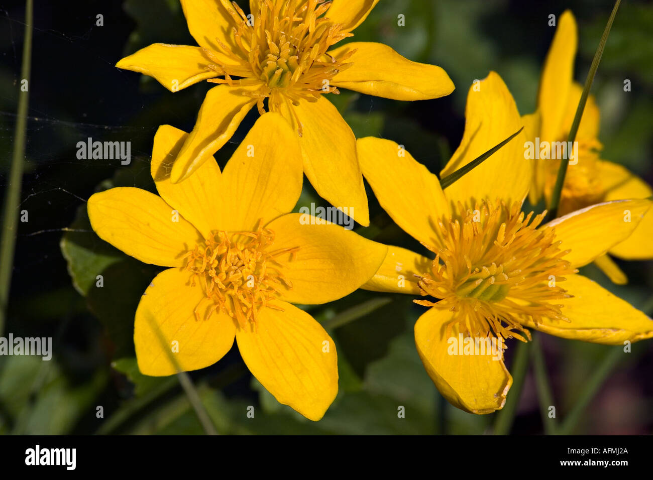 Yellow Wild Flowers Stock Photo