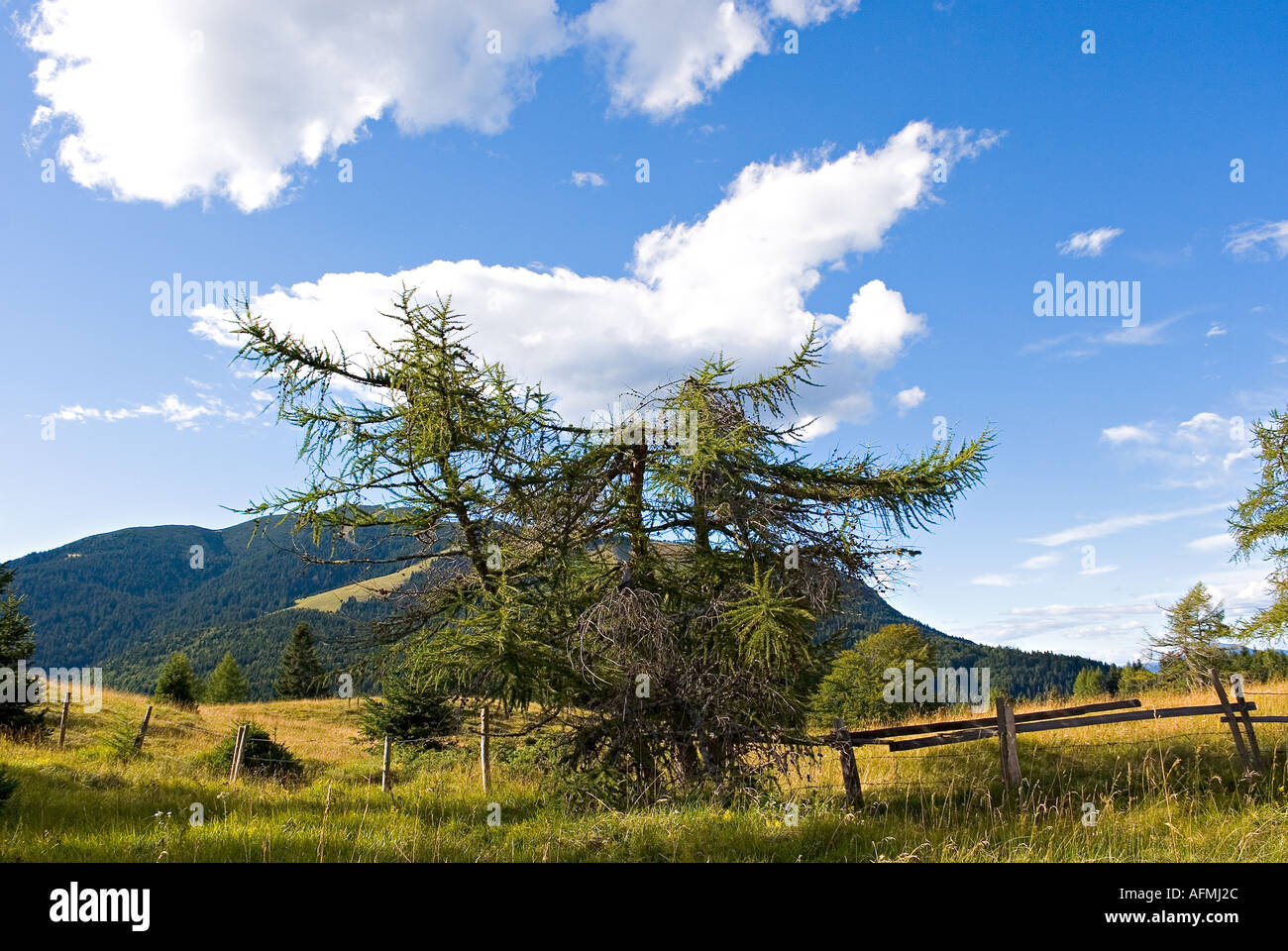 larch in the blue ski with mountain and clouds tree Stock Photo