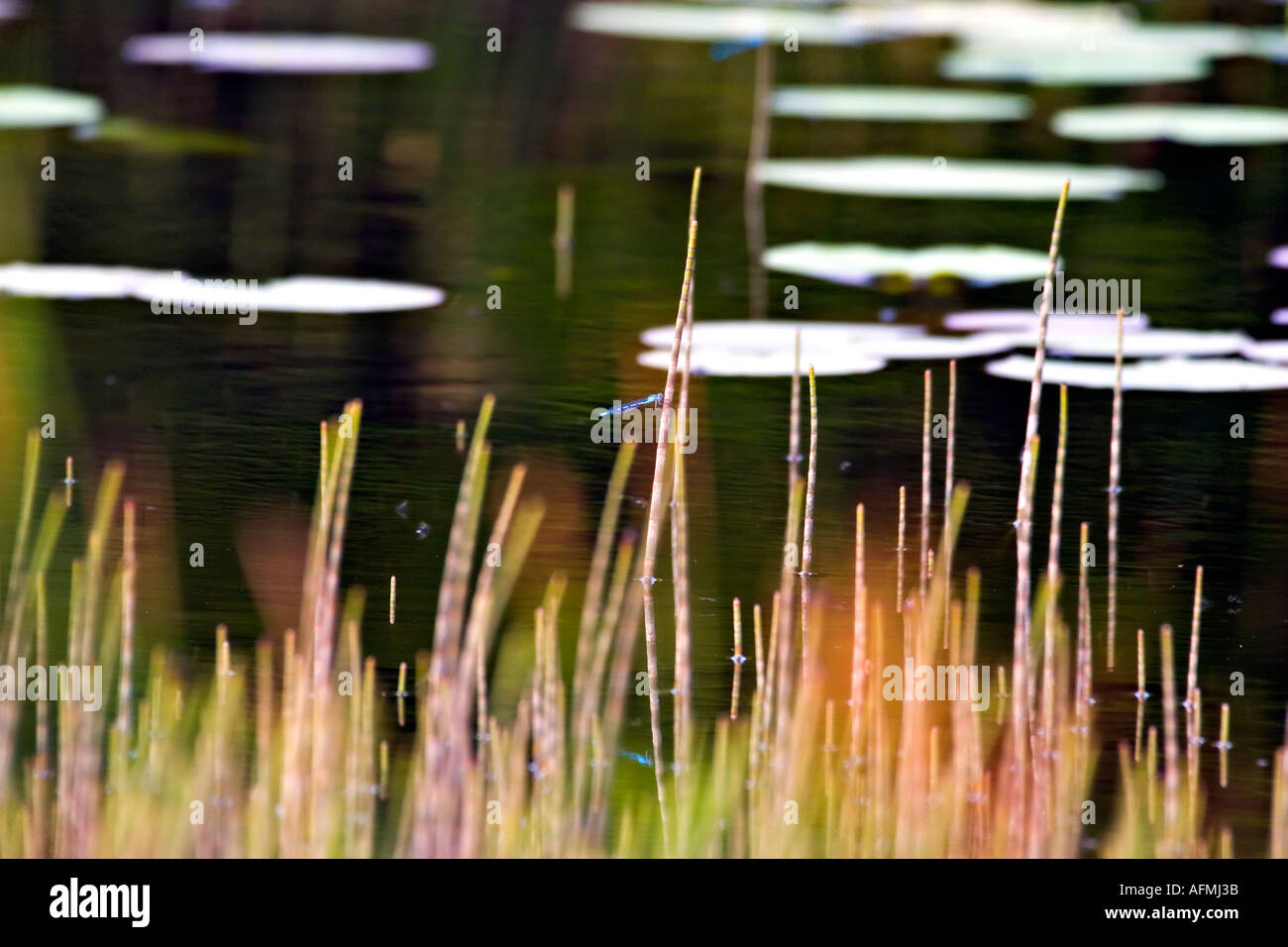 colors reflected in the water with little dragon fly Stock Photo