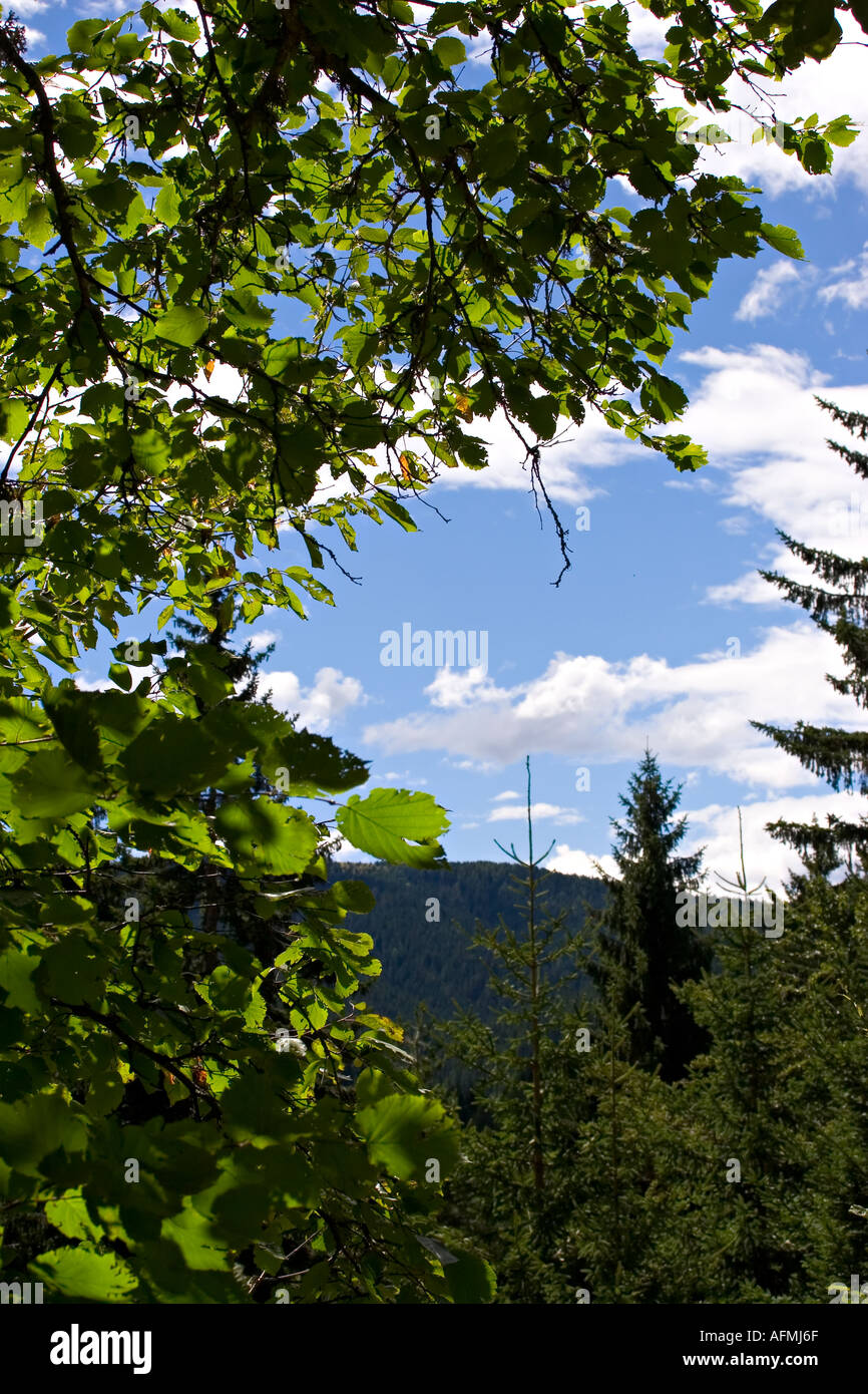 tree with leaves green in the blue sky Stock Photo - Alamy