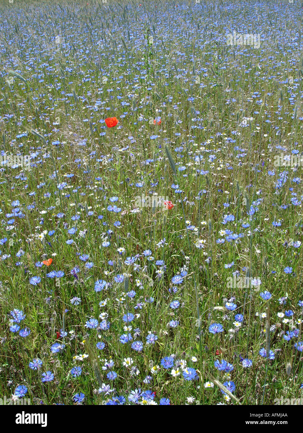 cornflowers bluebottles and a poppy Kornblumen und Mohn Stock Photo
