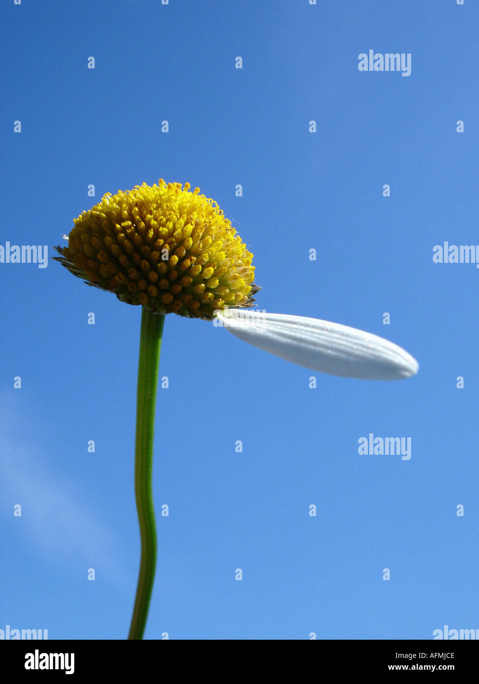 daisy with one leaf left Margerite mit einem Blütenblatt übrig Stock Photo