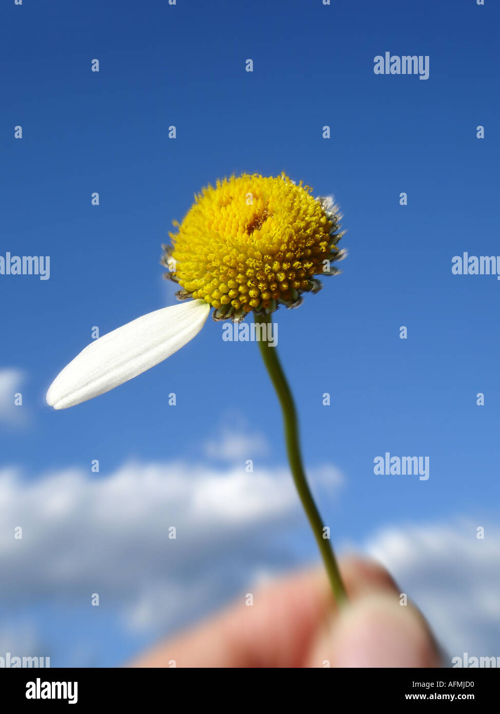 daisy with one leaf left Margerite mit einem Blütenblatt übrig Stock Photo