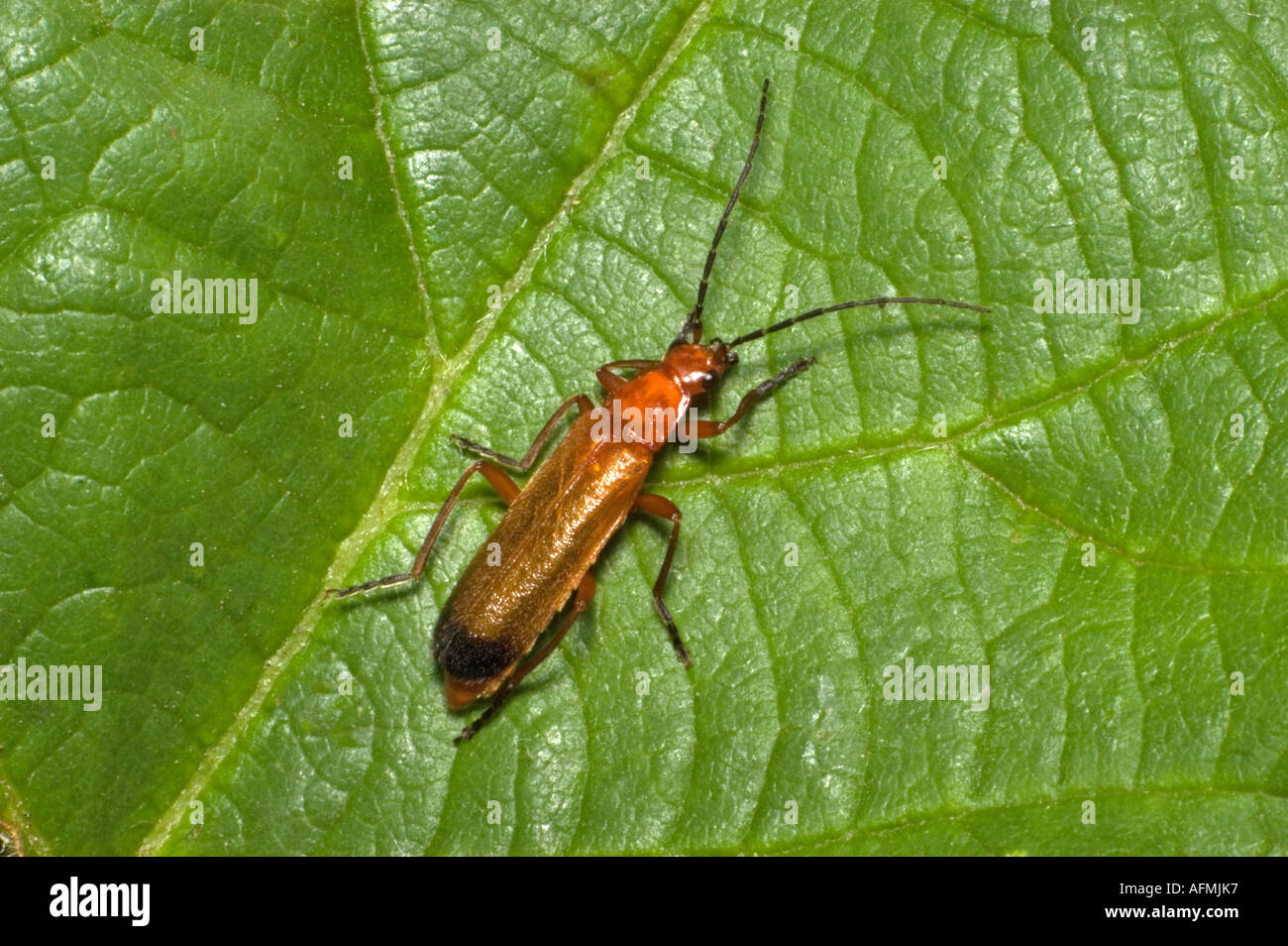 Rhagonicha fulva, Soldier Beetle. UK, Kent, July Stock Photo Alamy