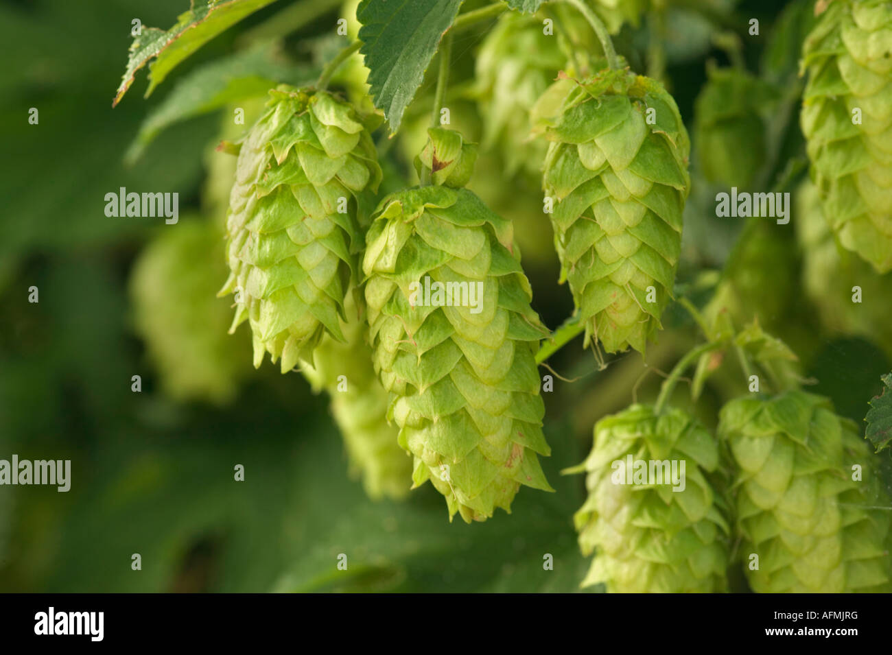 hop cones on vine. Stock Photo