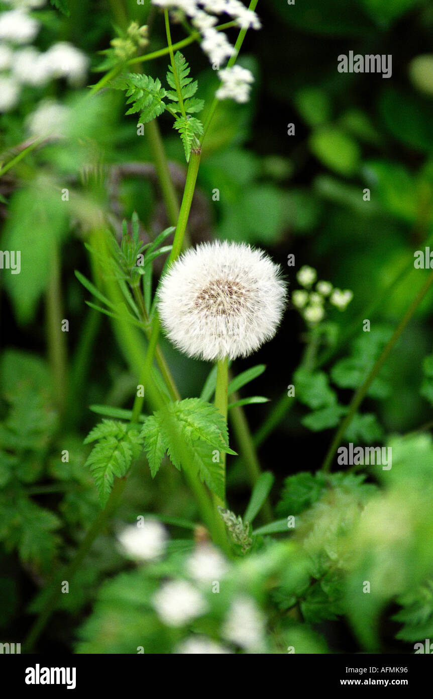 Three dandelion seeds hi-res stock photography and images - Alamy