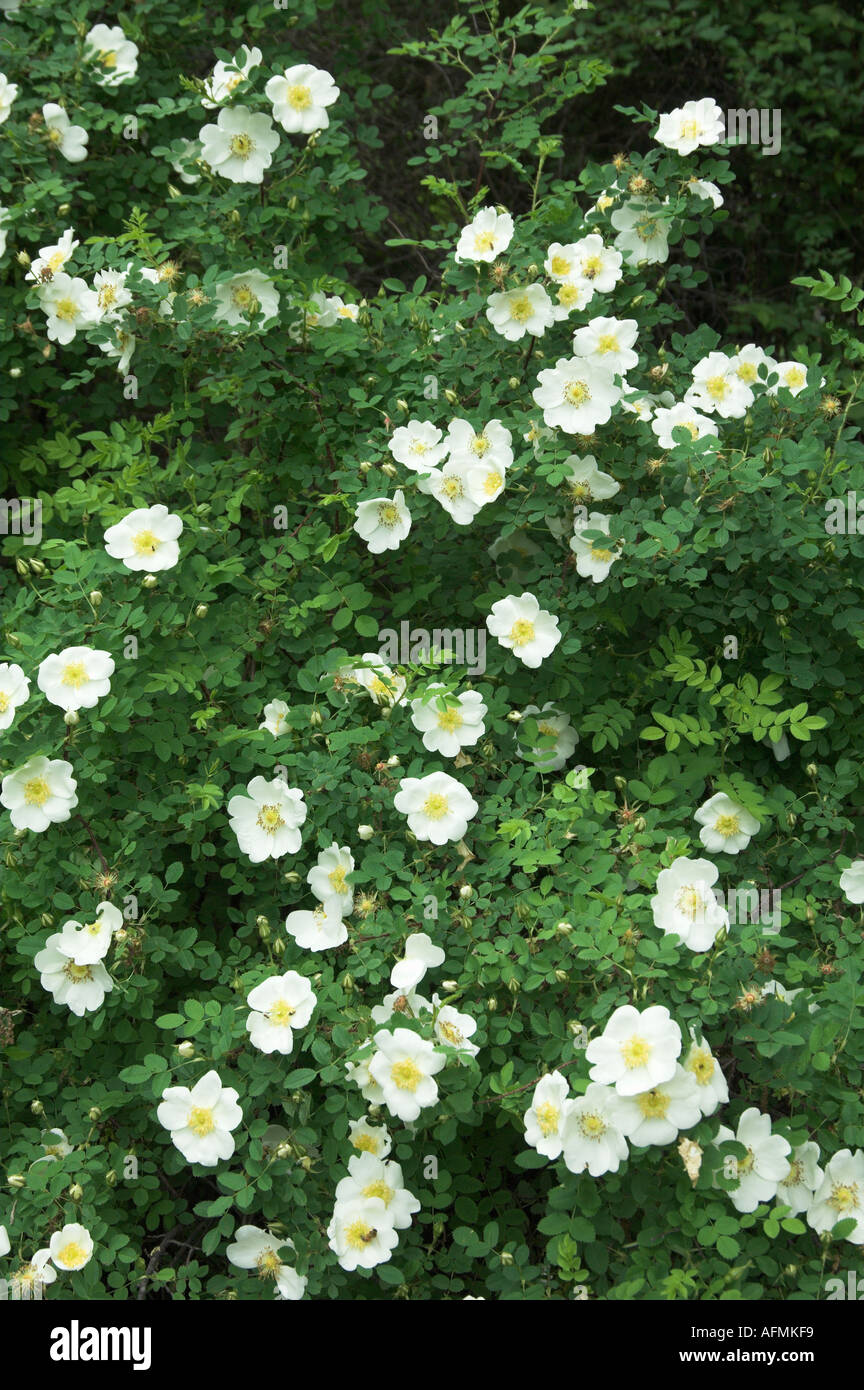 The white wild rose bush blooms with large impressive blossoms in a
