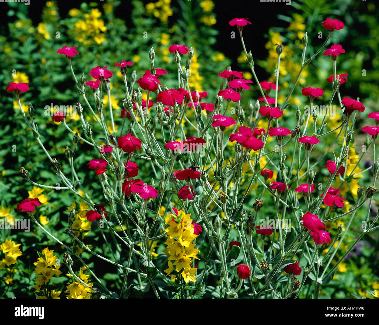 Botany, Cheddar Pink, (Dianthus caesius), blossom, Caryophyllaceae, Caryophyllales, Caryophyllidae, flower, Stock Photo