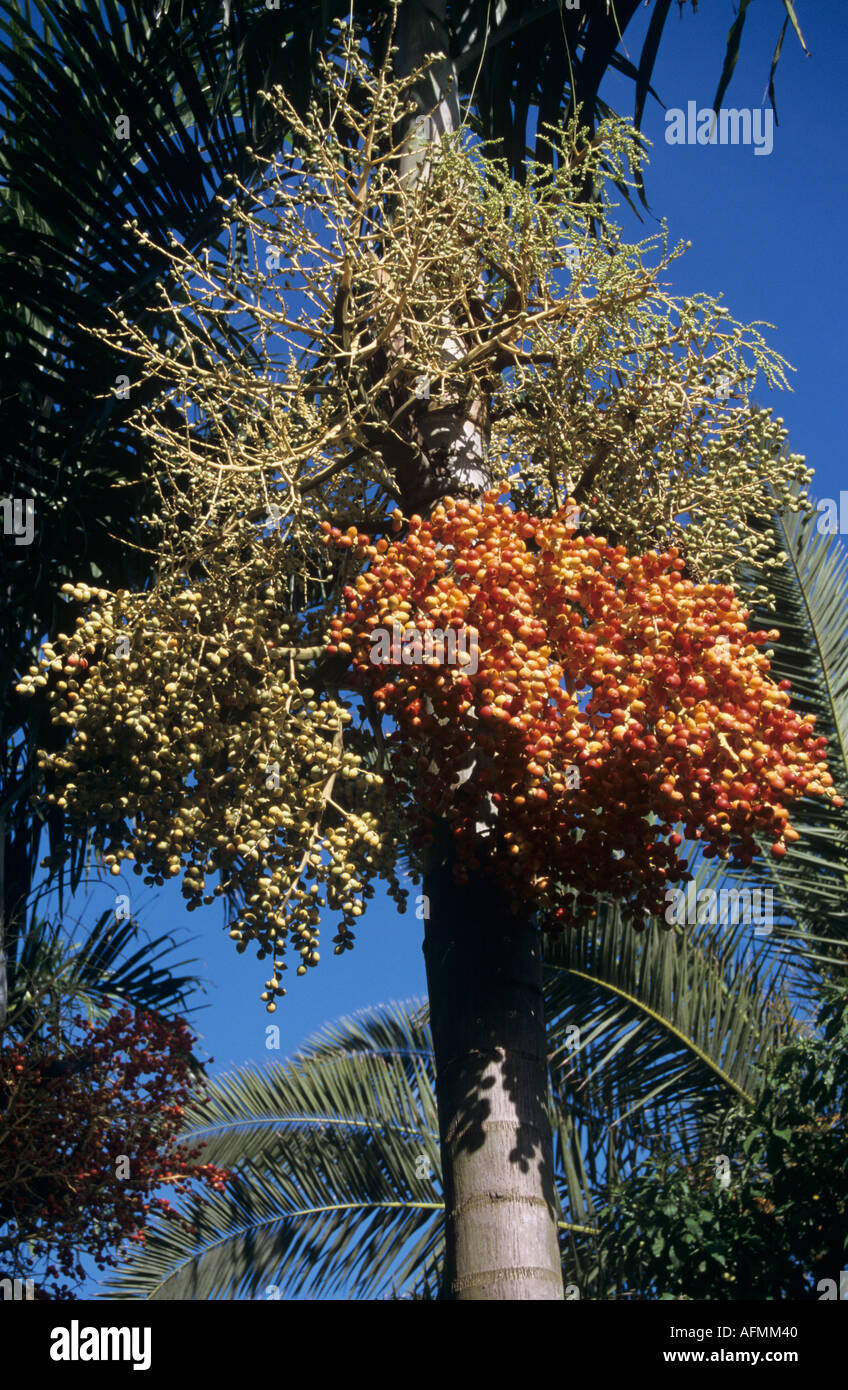 Tall fruit tree at the Queen Elizabeth II Botanic Gardens Grand Cayman Stock Photo